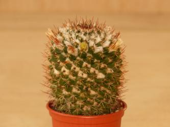 Mammillaria collinsii 