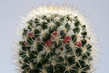 Mammillaria columbiana 