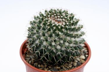 Mammillaria confusa 