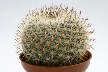 Mammillaria conspicua ML380 
