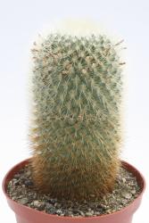 Mammillaria crassior FO273 Tepoztlan, Morelos, MEX 