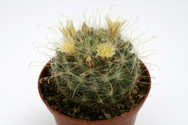 Mammillaria crinita aurihamata  along the Cañón to Estación Catorce from Real de Catorce, SLP, MEX, 2000-2750m 