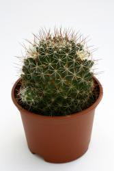 Mammillaria decipiens 