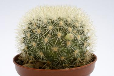 Mammillaria densispina Xichu, Gta., MEX 