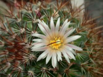 Mammillaria dioica SB1253 