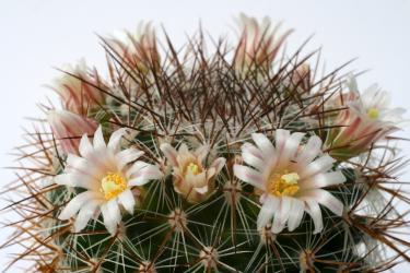 Mammillaria discolor 