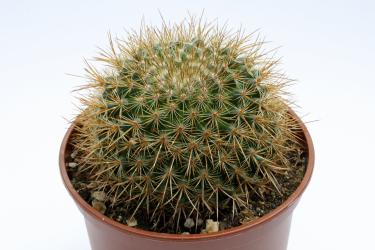 Mammillaria discolor v. esperanzaensis FO-185 near Cañada Morelos, Pueblo, MEX 