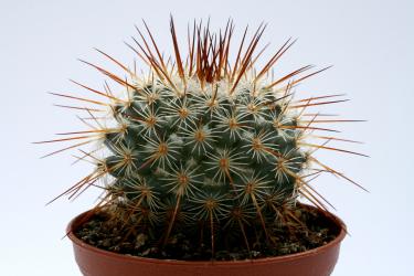 Mammillaria dixanthocentron 