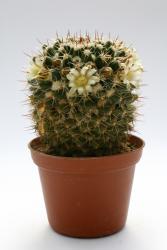 Mammillaria eichlamii 