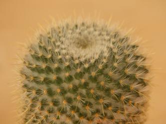 Mammillaria flavicentra 