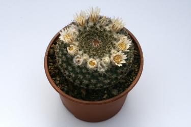 Mammillaria formosa 
