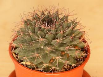 Mammillaria freudenbergerii 