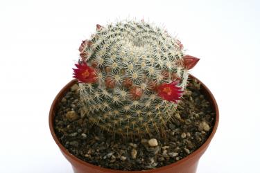 Mammillaria fuauxiana 