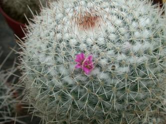 Mammillaria geminispina % 