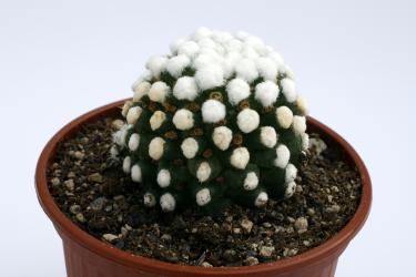 Mammillaria gracilis Snowman 