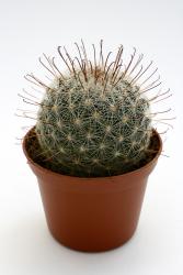 Mammillaria grahamii *2^ % SB1860 Steins, NM, USA 