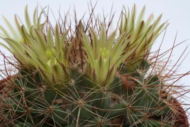 Mammillaria grusonii  n. of Parras, Coah, MEX 
