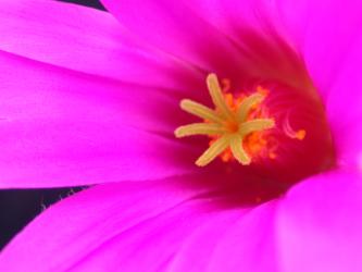 Mammillaria guelzowiana SB1160 Rodeo, Dur, MEX 