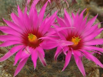 Mammillaria guelzowiana v. robustior 