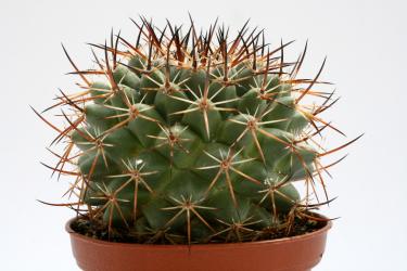 Mammillaria gummifera 