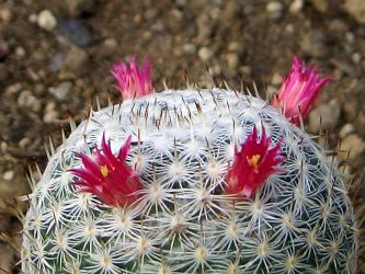 Mammillaria haageana 