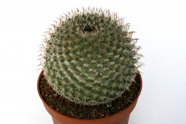 Mammillaria haageana FO239 