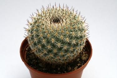 Mammillaria haageana  Canada de Moreno, Pue, MEX 