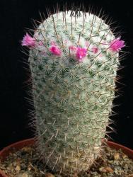 Mammillaria haageana 