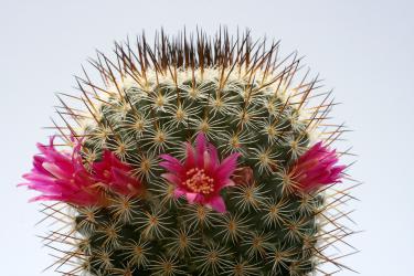 Mammillaria haageana ssp. schmollii FO-239 San José Axuxco, Pue, MEX 