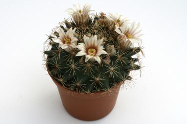 Mammillaria heyderi TL537 