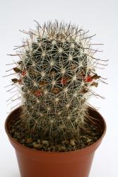 Mammillaria hutchisoniana SB1250 Rio Los Angeles, BCS, MEX 