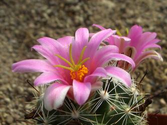 Mammillaria insularis 