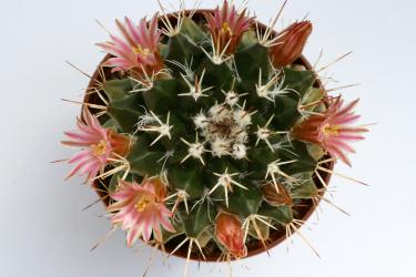 Mammillaria kewensis MG712 