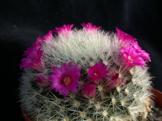 Mammillaria laui f. dasyacantha 