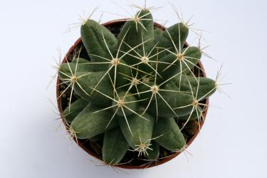 Mammillaria longimamma % 