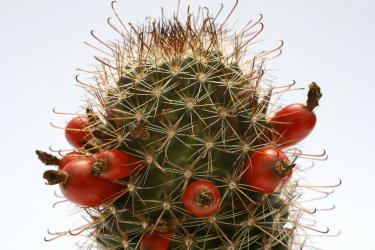 Mammillaria louisae Isla San Martin, BCN, MEX 