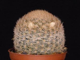 Mammillaria magallanii SB1149 