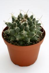 Mammillaria magnimamma  San Luis Potosi City, SLP, MEX 