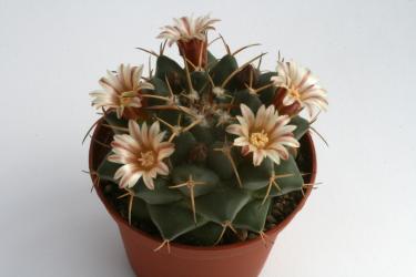 Mammillaria magnimamma SB9 Salinas, SLP, MEX 