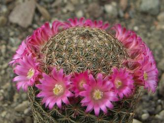 Mammillaria matudae 