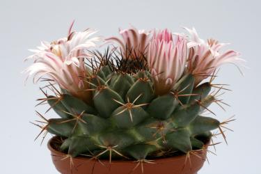 Mammillaria melanocentra v. rosea 