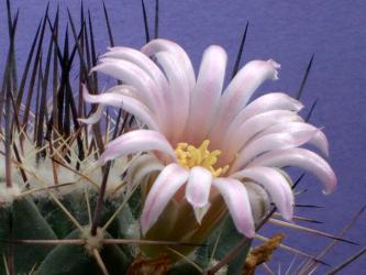 Mammillaria melanocentra v. rosea 