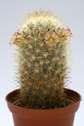 Mammillaria microhelia  Fuentezuelas, Qro, MEX 