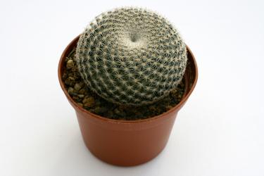 Mammillaria microthele 