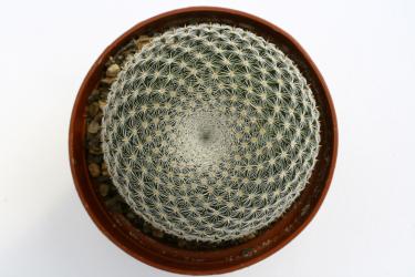 Mammillaria microthele 