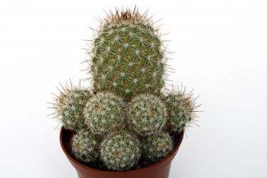Mammillaria multidigitata 