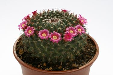 Mammillaria mystax 