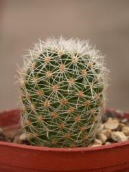 Mammillaria napina 
