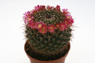 Mammillaria neomystax 