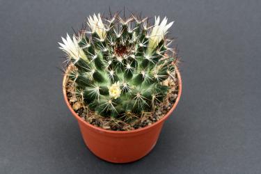 Mammillaria picta SB284 Dr. Arroyo, NL, MEX 